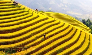 Sapa Medium Trekking 04 Nights 03 Days (By train)